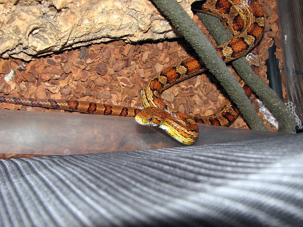 Corn Snakes Have Unique Hunting Strategies