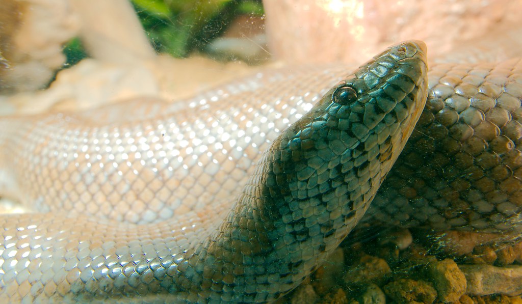 Rosy Boa (Lichanura trivirgata)