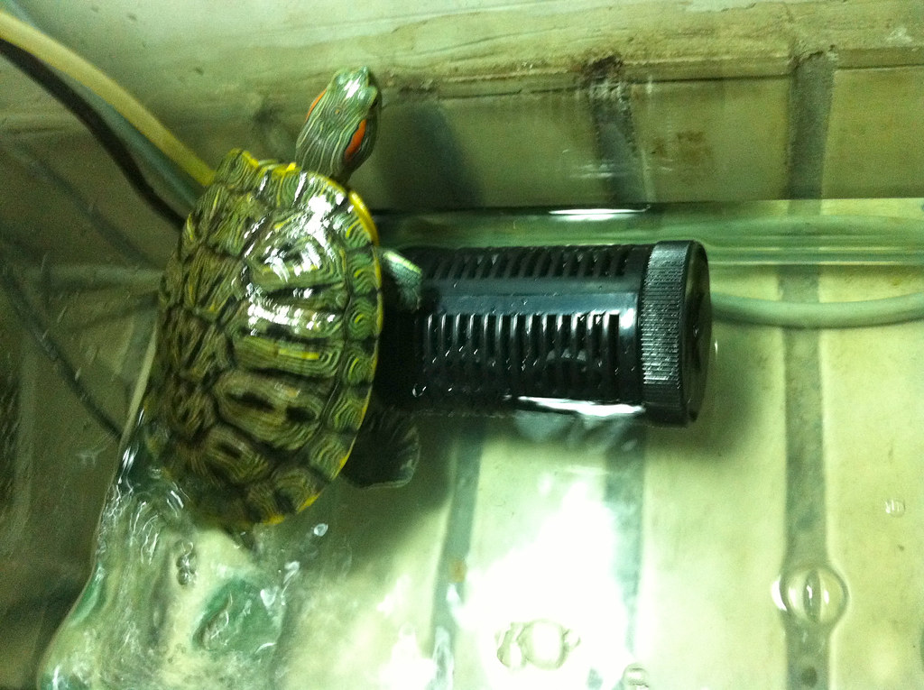 The Difference Between Wild and Pet Turtle Shell Care