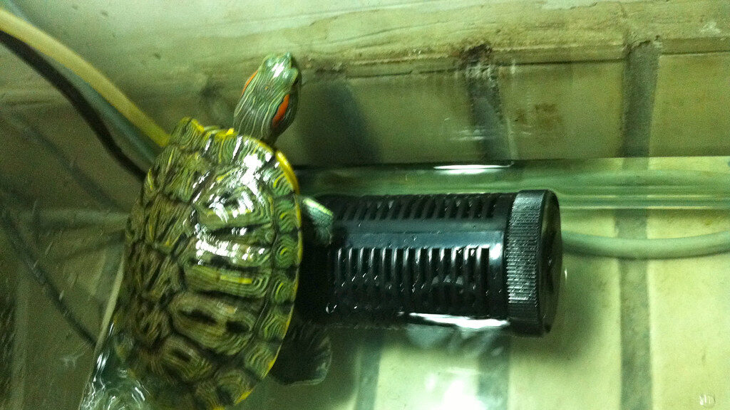 Pet Turtle (Taki Taki) in Shanghai