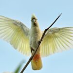 Red Vented Cockatoo