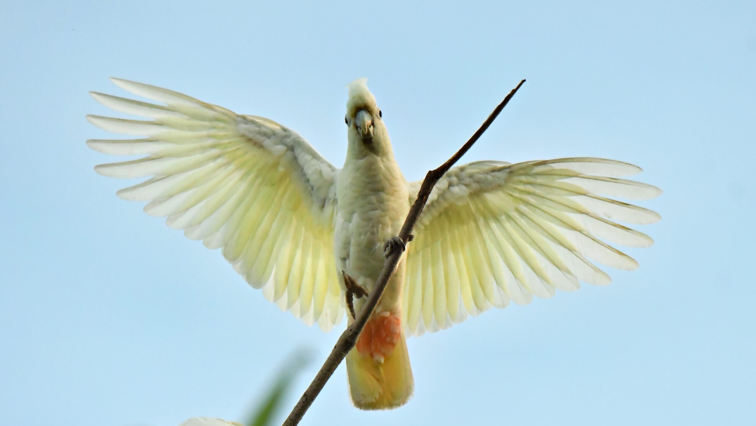 Red Vented Cockatoo