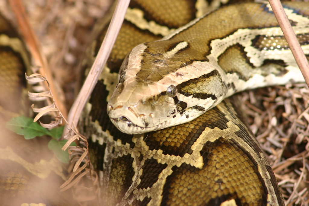 Burmese Python Closeup