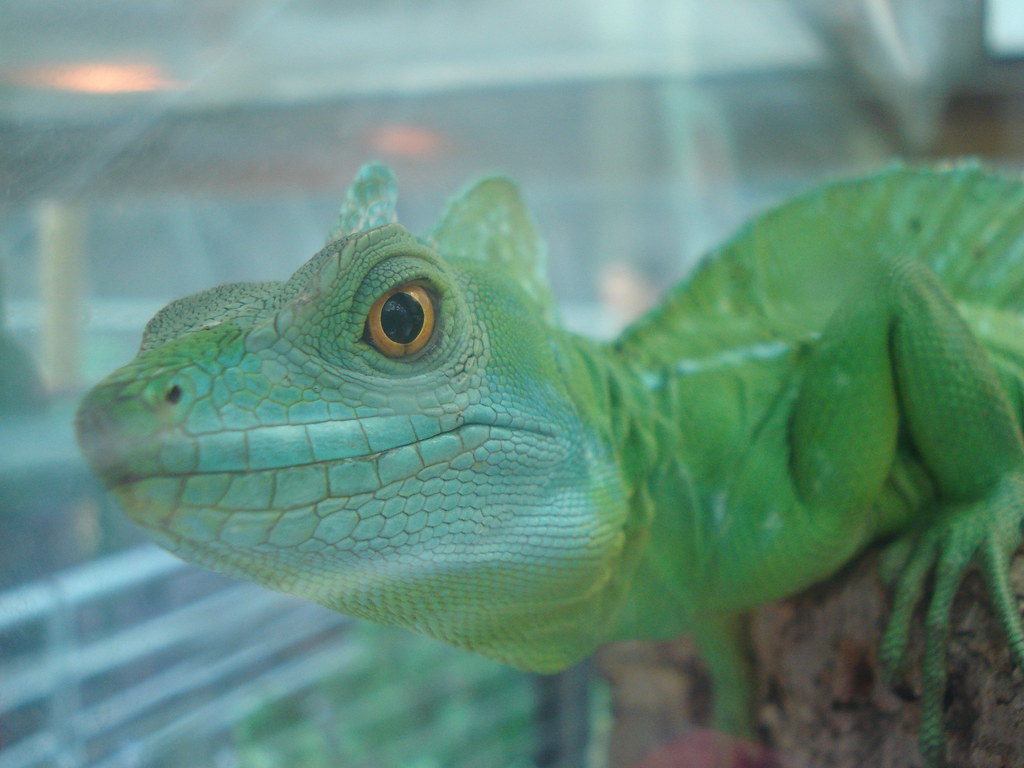 Basilisk Lizard