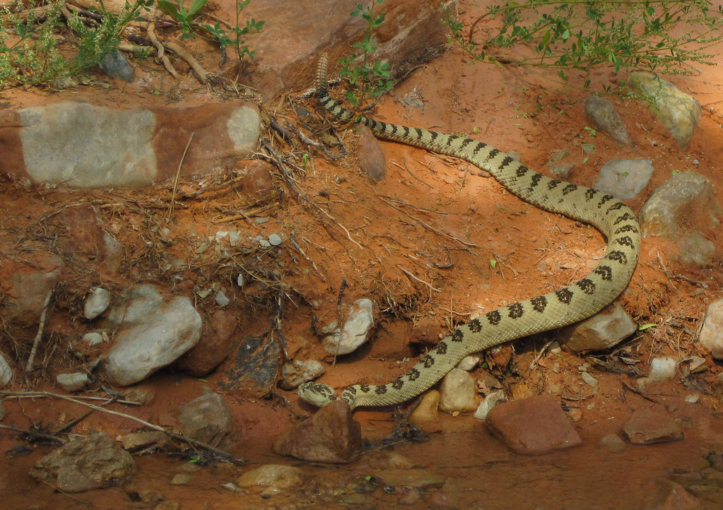 Rattlesnake Habitat Preferences