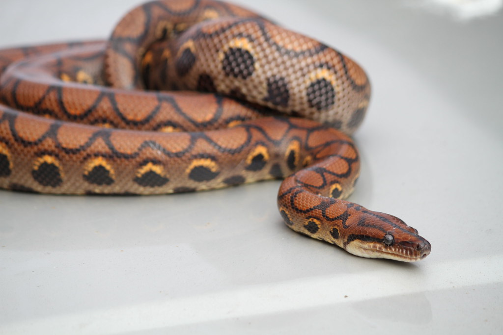 Brazilian Rainbow Boa (Epicrates cenchria)
