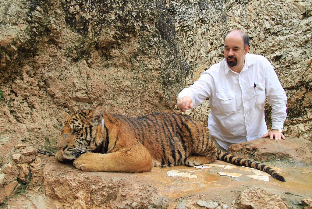 Domestication Versus Taming