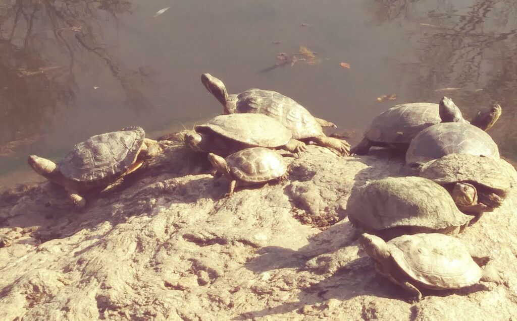 Natural Shell Cleaning Behaviors in Wild Turtles