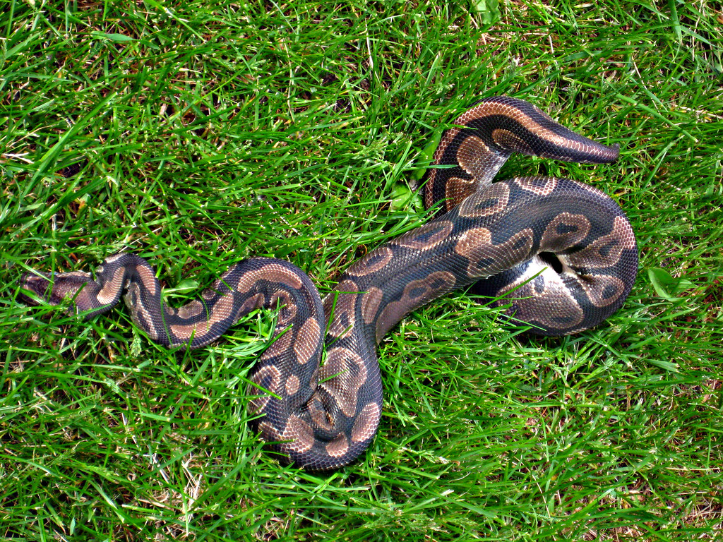 pet snake on grass