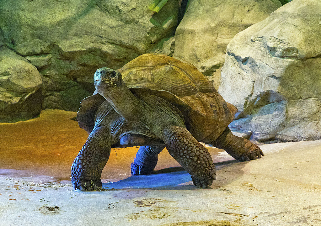 galapagos tortoise in a zoo