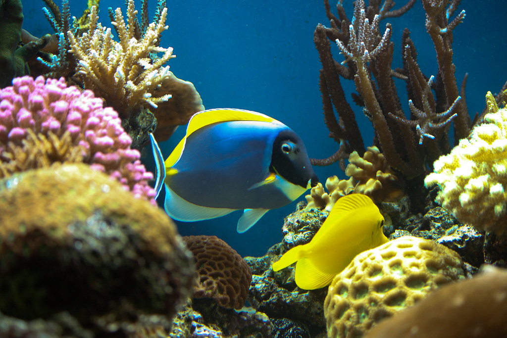 Nature Fish