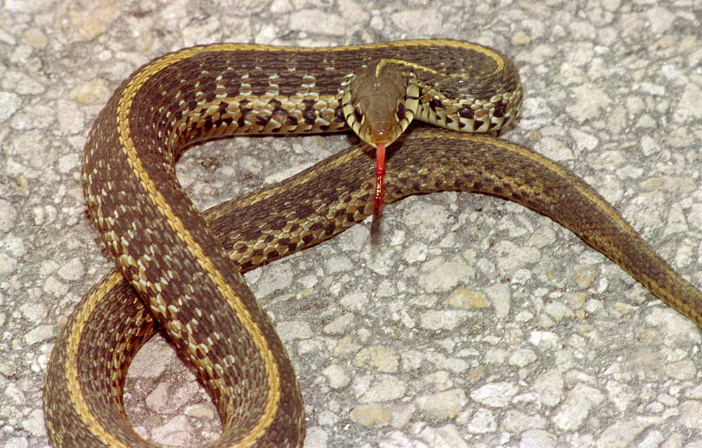 Eastern Garter Snake