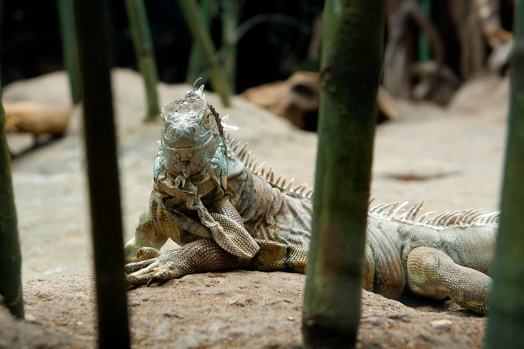 iguana