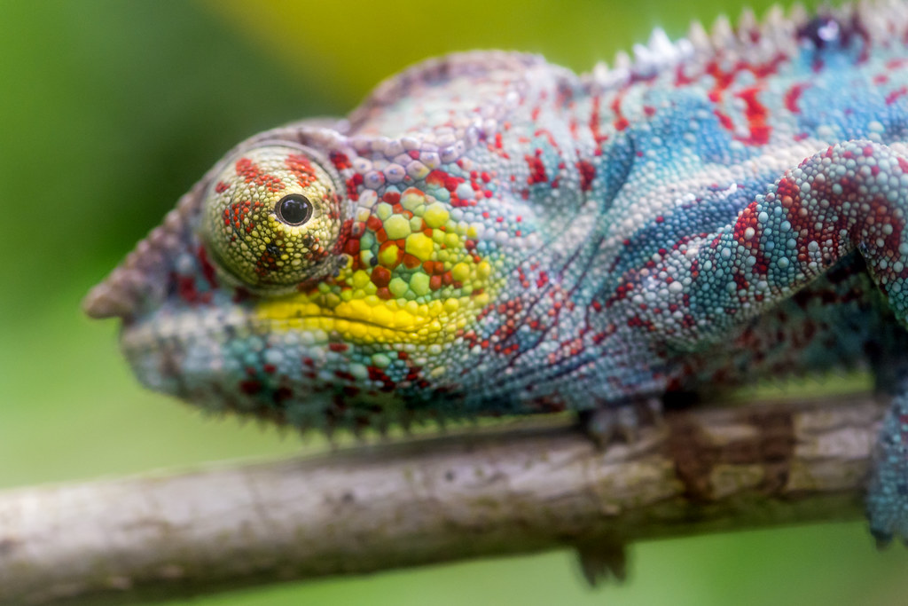 Colorful chameleon on the branch
