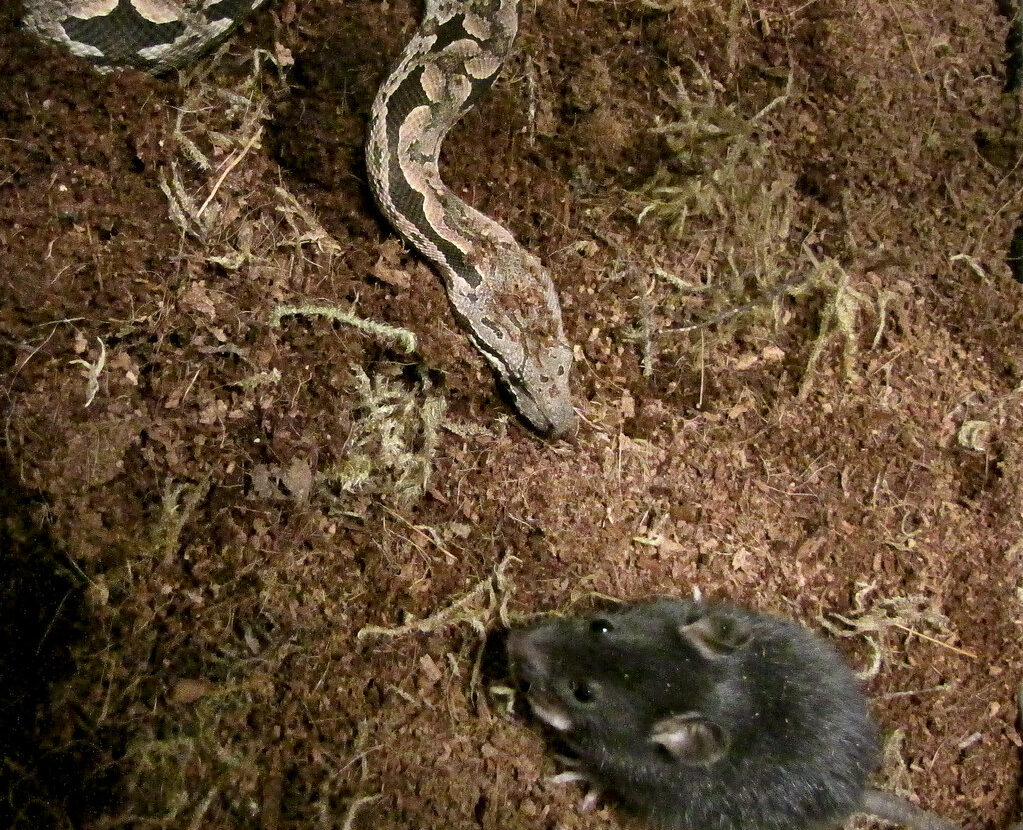 Feeding Your Snake Responsibly