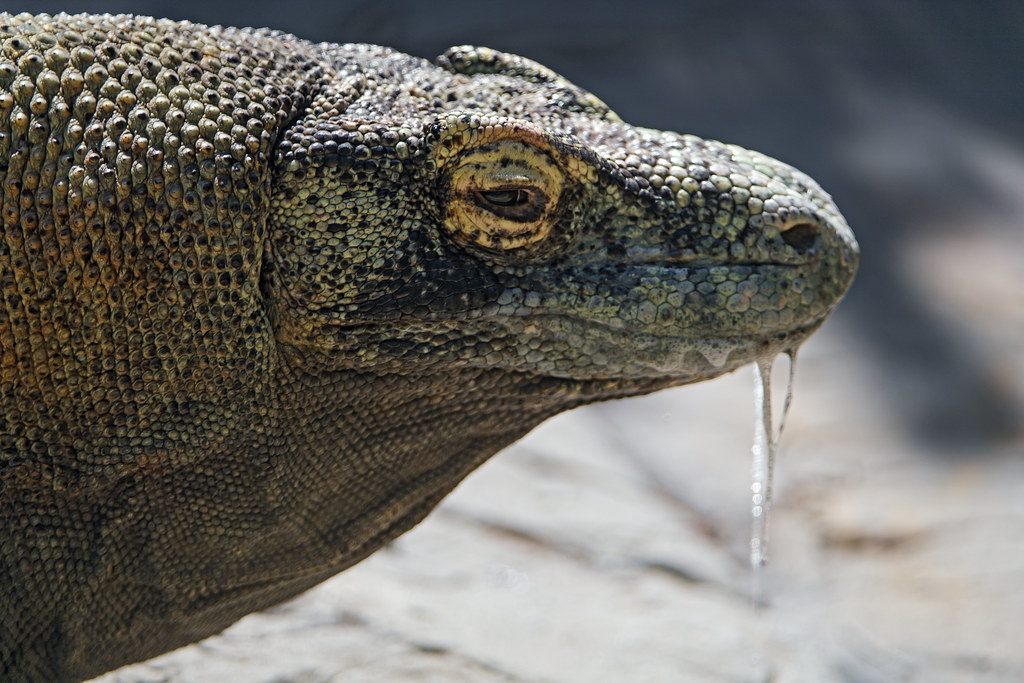 Drooling komodo dragon