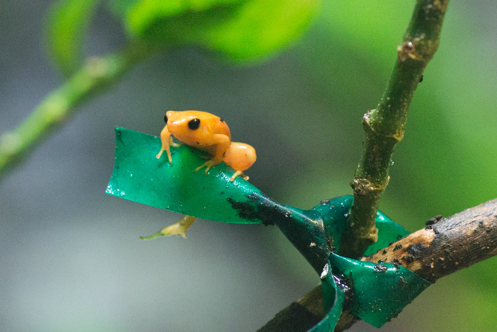 Golden mantella frog on green tape at Oakland Zoo