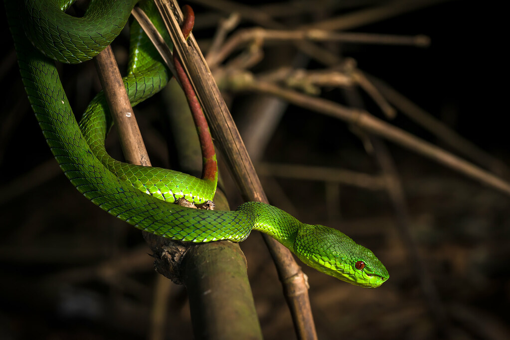 Snake Avoidance: Practical Prevention