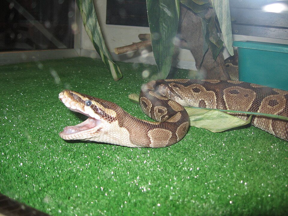 Feeding Response Versus Aggression