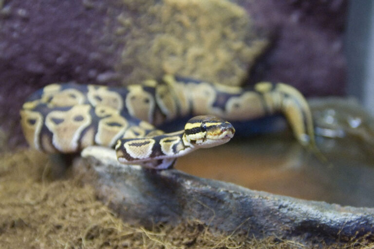 Ball Python Behavior: What Owners Need to Understand