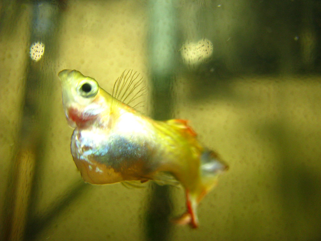 Maintaining Healthy Guppies: Disease Prevention and Treatment