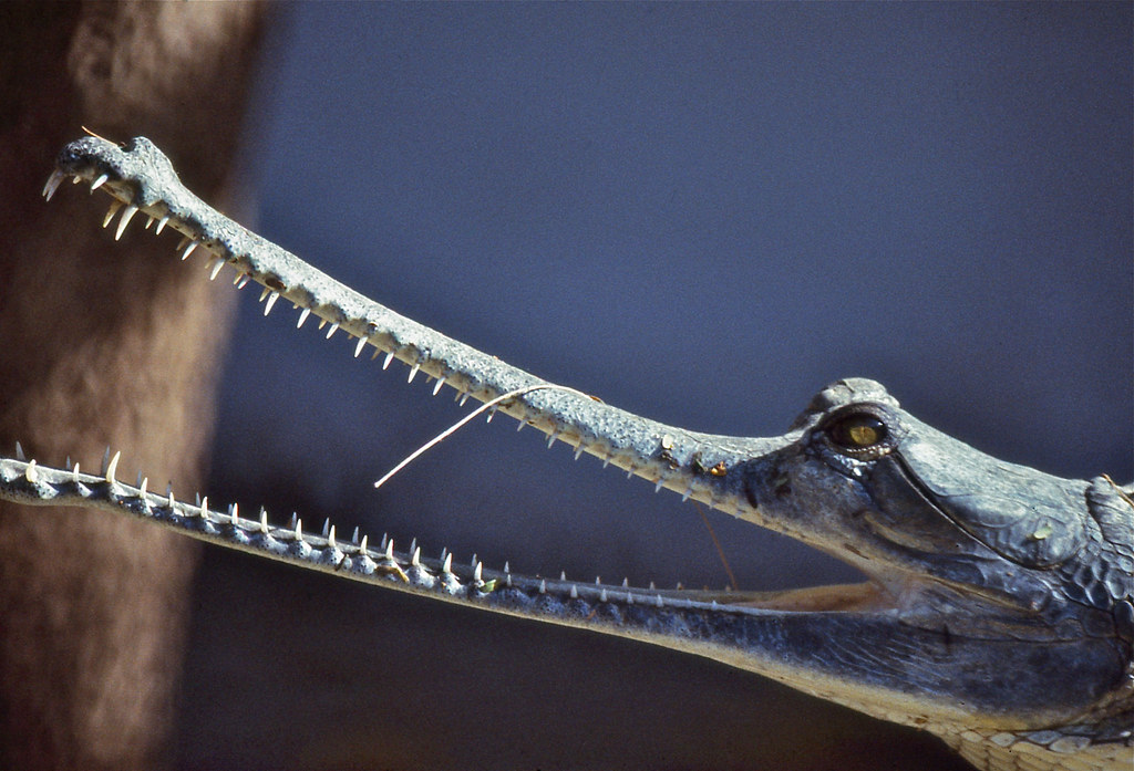 Gharial (Gavialis gangeticus) juvenile