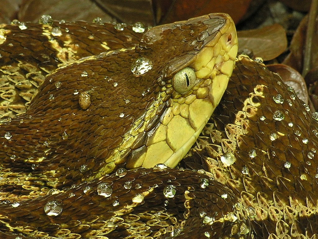 Bothrops asper 'terciopelo' 'fer-de-lance'