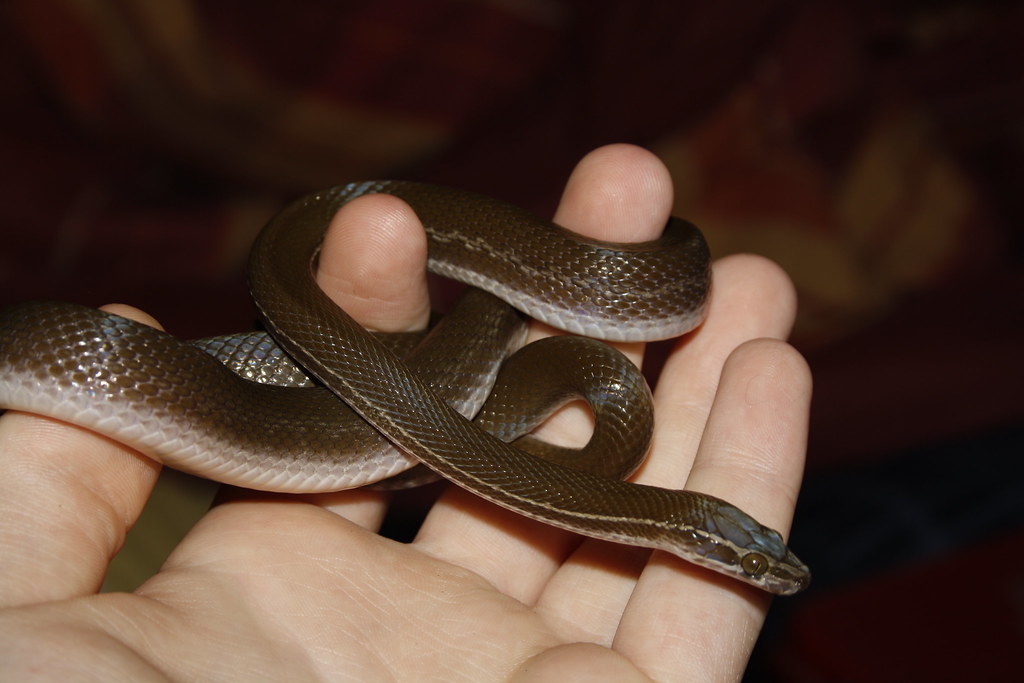  House Snake