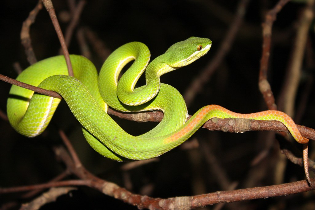 pit viper