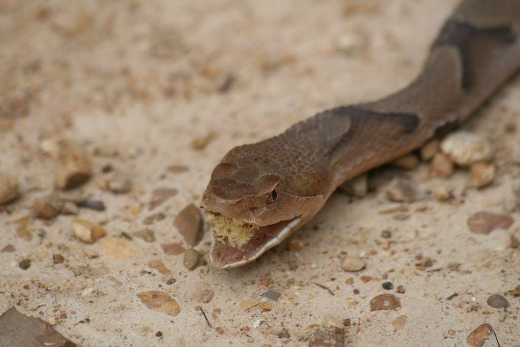 Copperhead Snake 