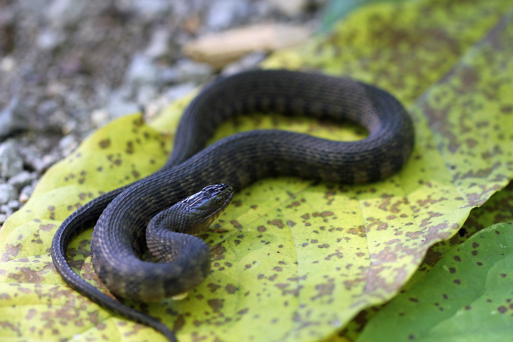 Mississippi Green Water Snake
