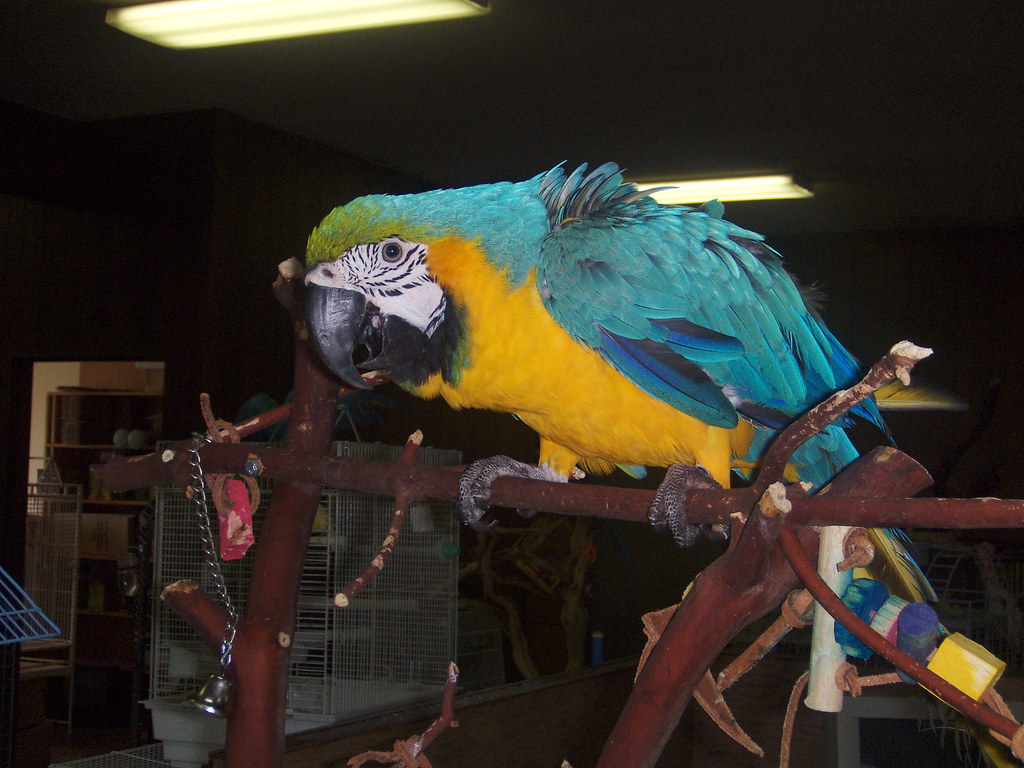 4. Environmental Variety Through Cage Rotation