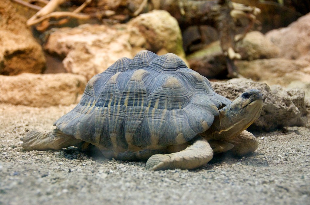 Radiated Tortoises: Madagascar's Disappearing Treasures