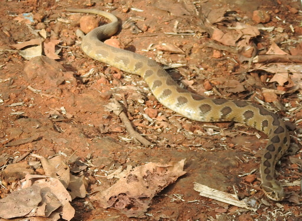 Russell's Viper (Daboia russelii)