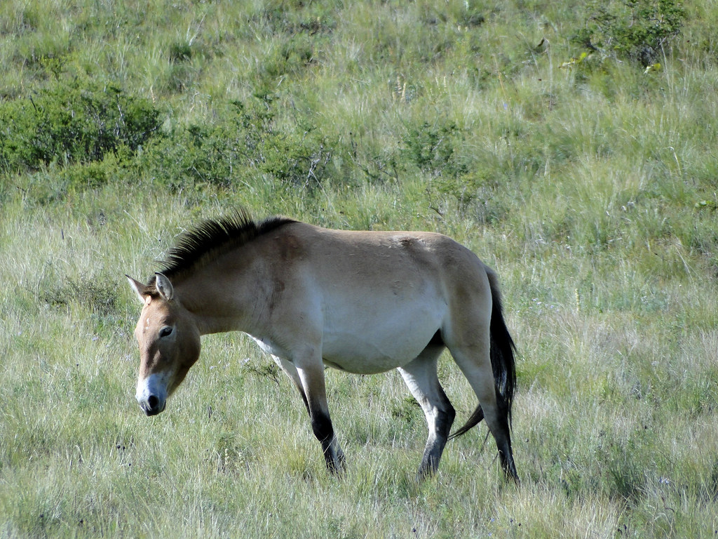 Balancing Conservation and Individual Animal Welfare