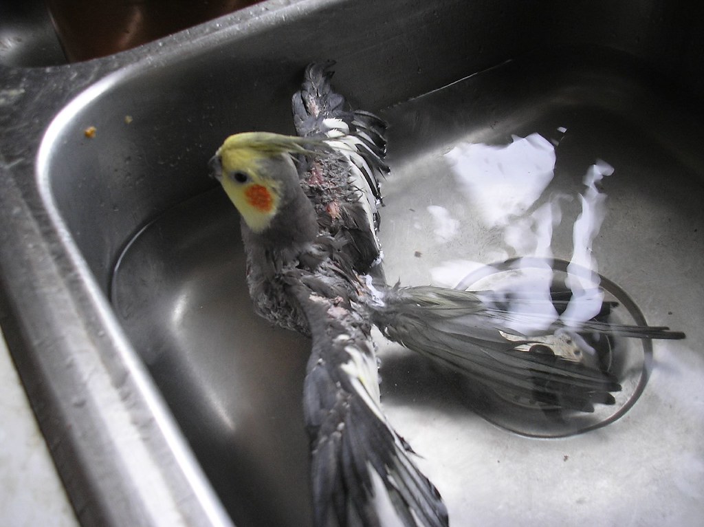 Grooming and Maintenance