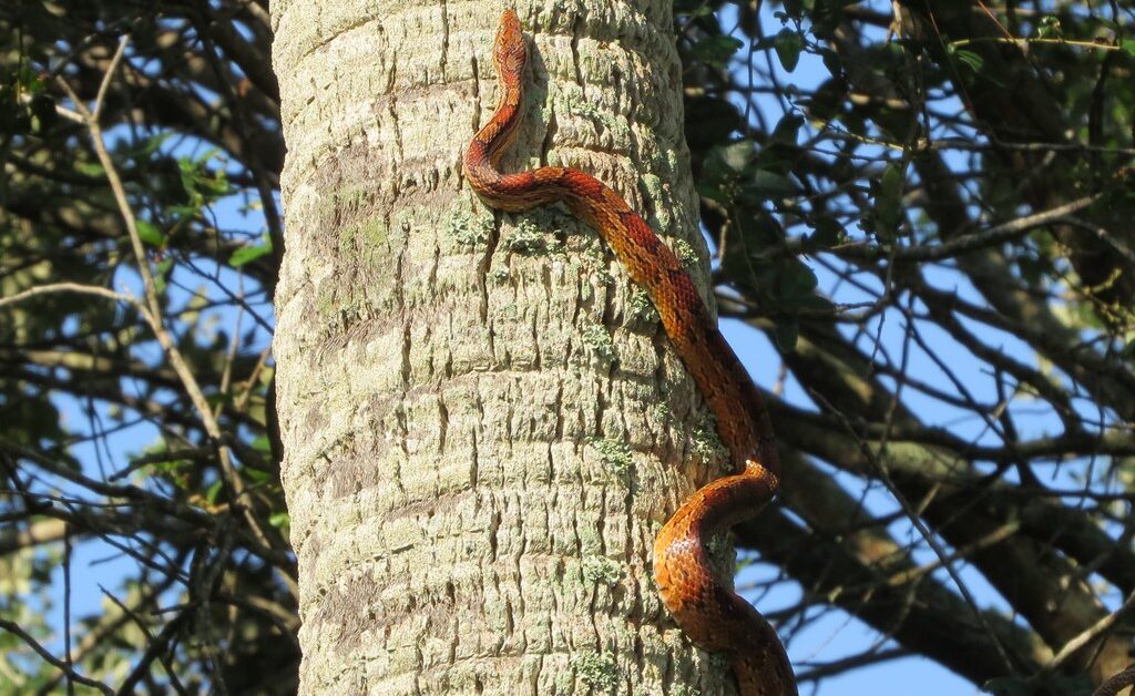 They're Natural Climbers and Semi-Arboreal