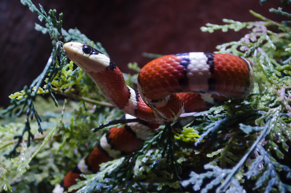 King Snake