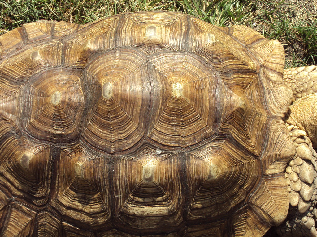 Understanding Your Turtle's Shell Anatomy