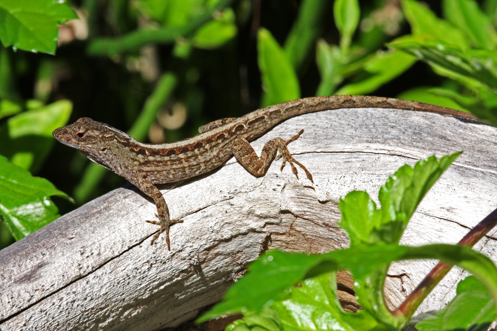 The Adaptable Anole Lizards