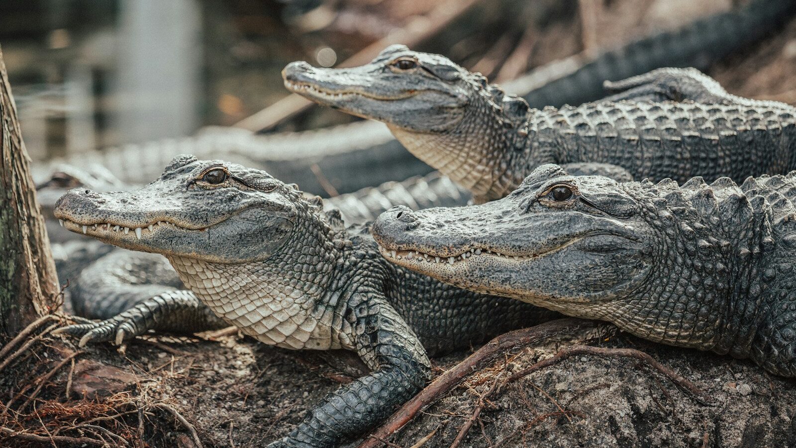 crocodiles on brown soil