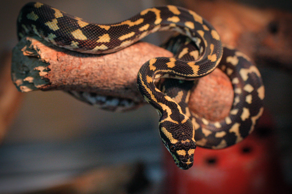 Carpet Python (Morelia spilota)