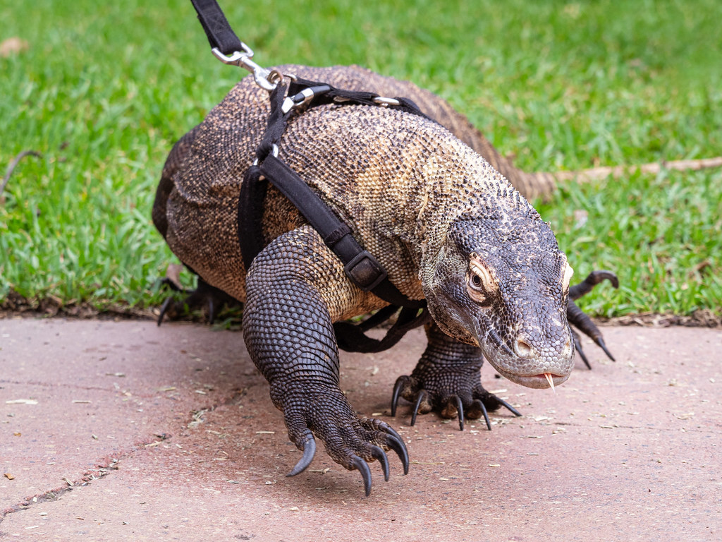 Komodo Dragon: Preserving an Island Giant