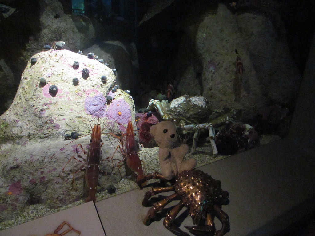 shrimp in an aquarium 