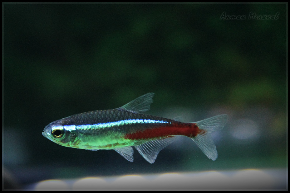 The Breeding Behavior of Neon Tetras