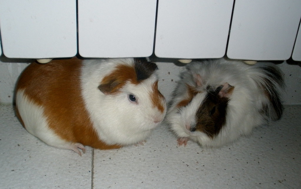 Grooming Considerations for Multi-Guinea Pig Households