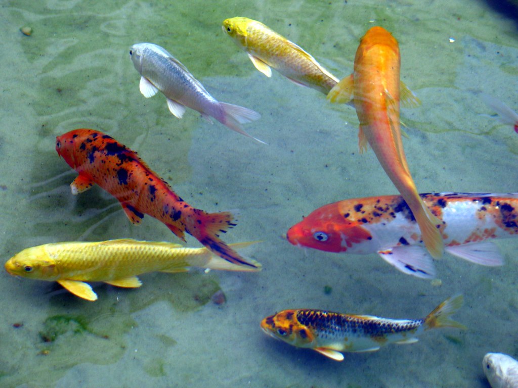 Koi Fish: Seasonal Feeding Adjustments