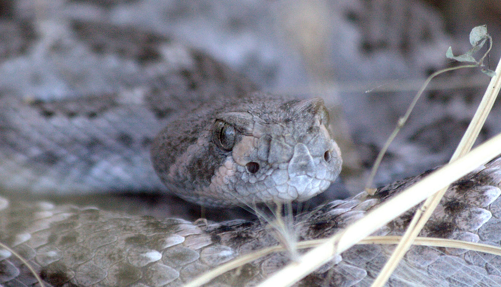 The Evolution of Reptilian Brain Research