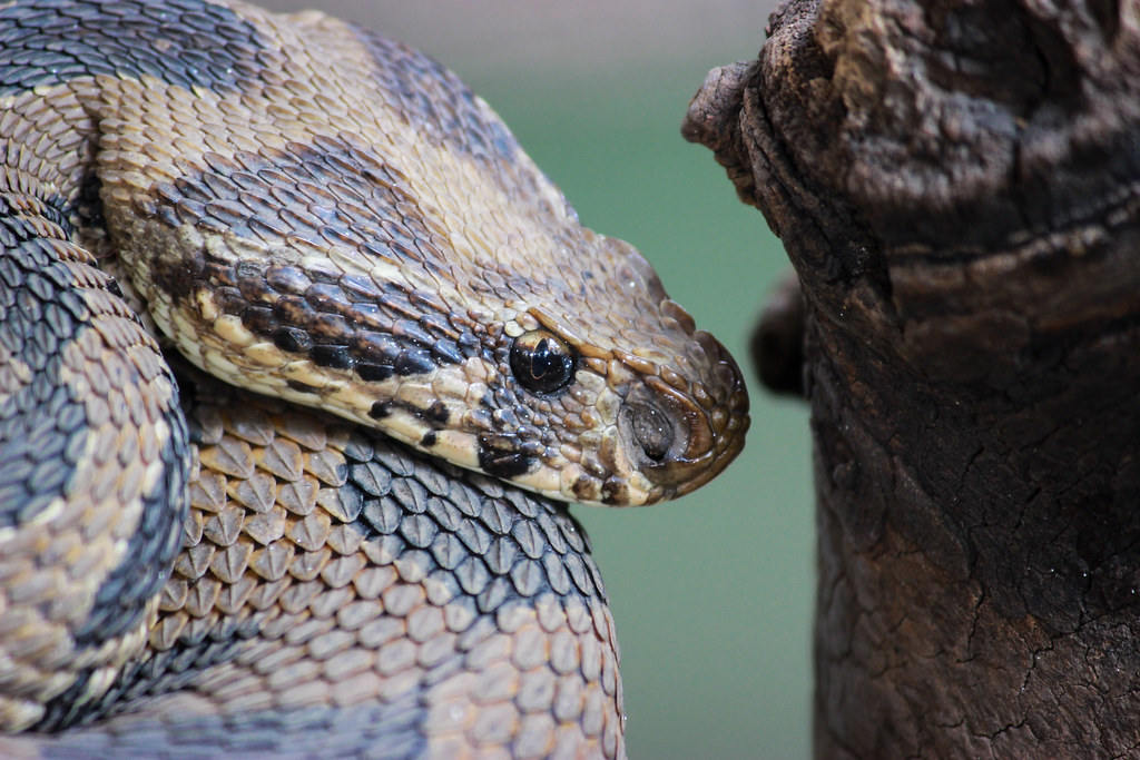 Russell viper