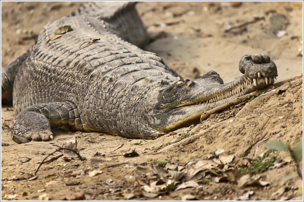 Amazonian crocodile